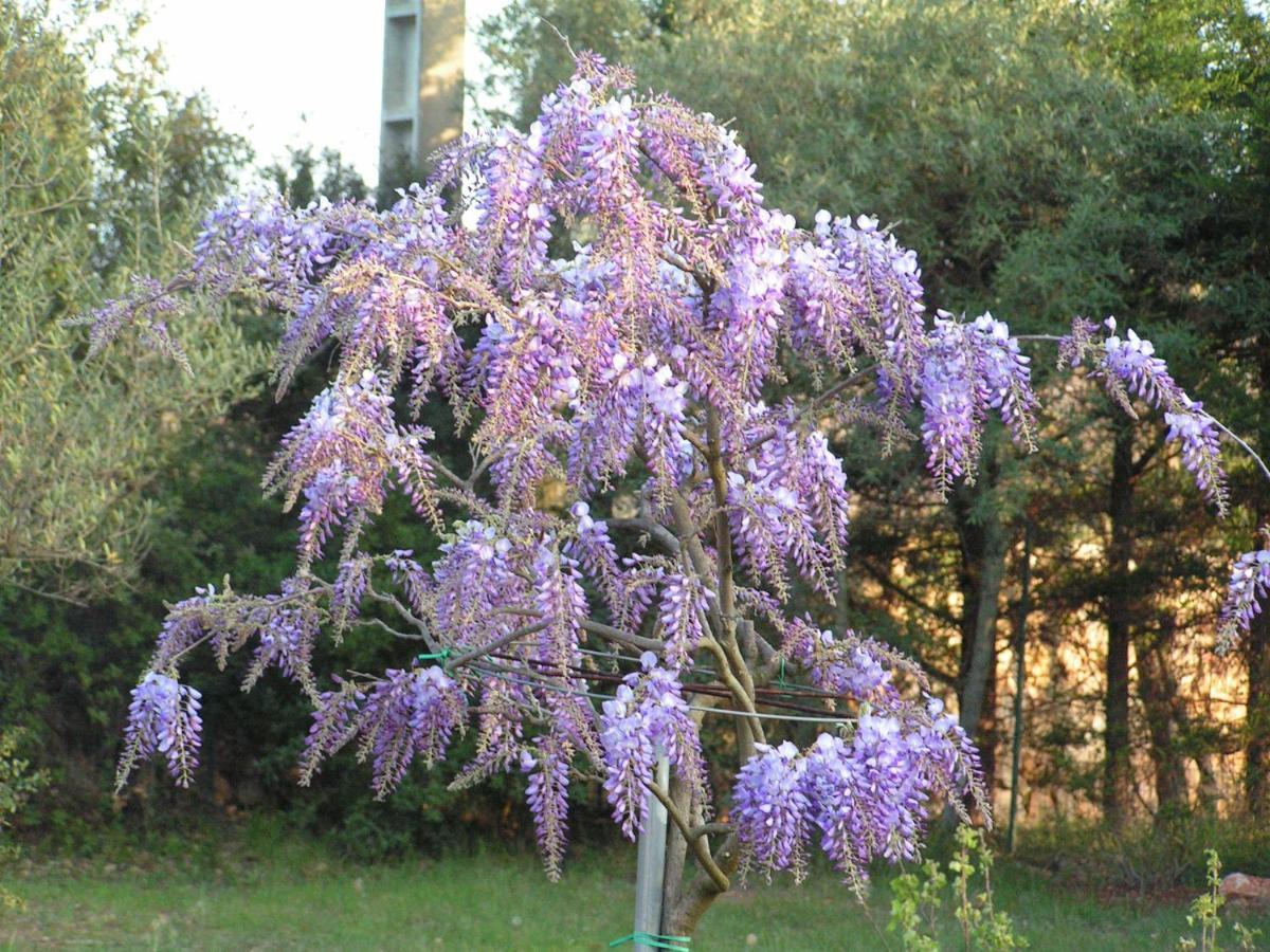Bed and Breakfast Le Jardin Des Selves Draguignan Exteriér fotografie